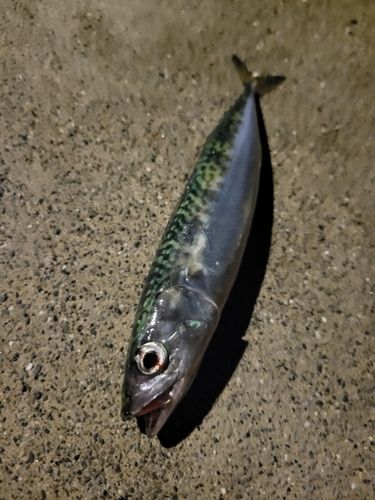 サバの釣果