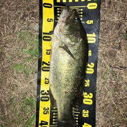 ラージマウスバス