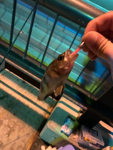 シロメバルの釣果