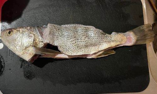 ニベの釣果