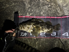 タケノコメバルの釣果