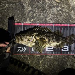 タケノコメバル