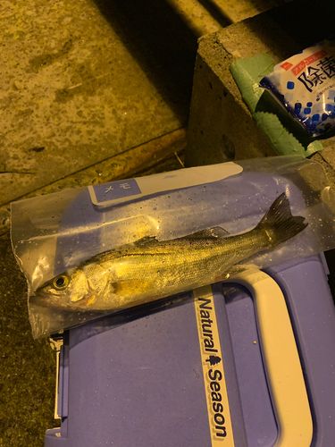 セイゴ（マルスズキ）の釣果