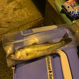 セイゴ（マルスズキ）