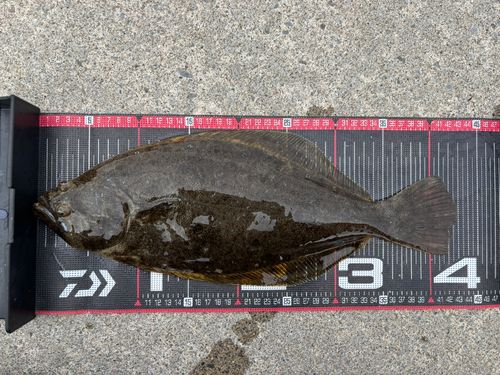 ヒラメの釣果