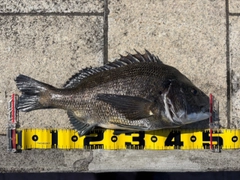 クロダイの釣果