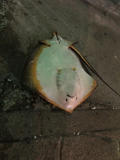 アカエイの釣果