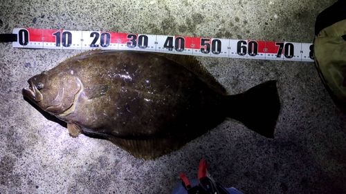 ヒラメの釣果