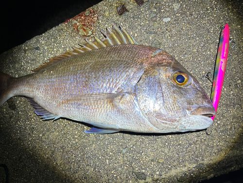 マダイの釣果