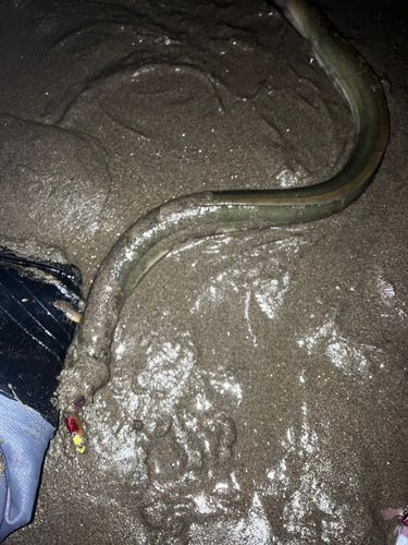 ウナギの釣果