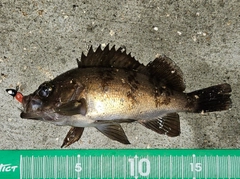 メバルの釣果