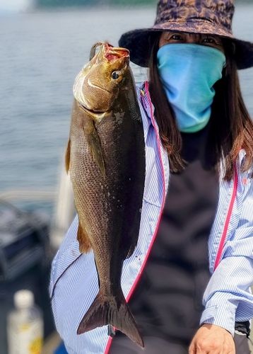 イサキの釣果