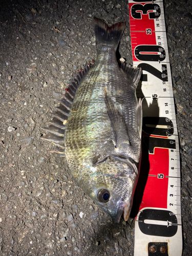 クロダイの釣果