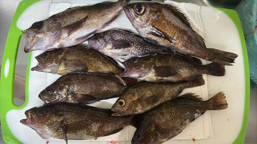 シロメバルの釣果