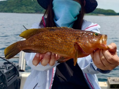 アコウの釣果