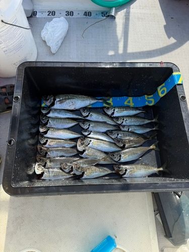 マアジの釣果