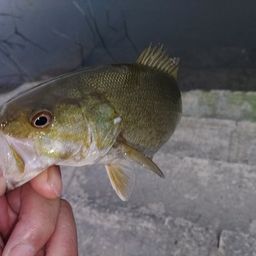 スモールマウスバス