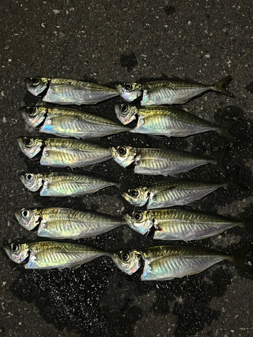 メジャークラフト 鯵道 5G AD5-S582L/AJI (ロッド・釣竿) 価格