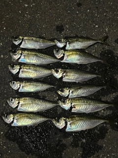 アジの釣果
