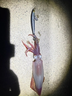 ケンサキイカの釣果