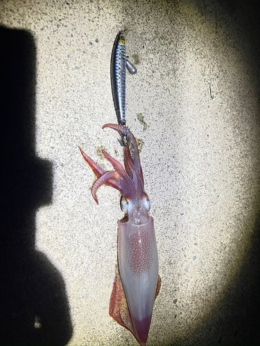 ケンサキイカの釣果