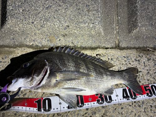 クロダイの釣果