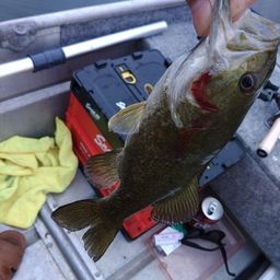 スモールマウスバス