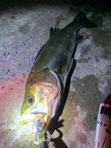 シーバスの釣果