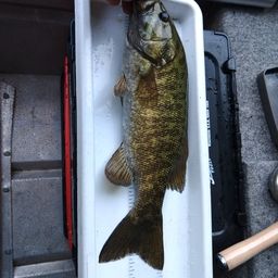 スモールマウスバス