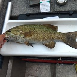 スモールマウスバス