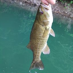 スモールマウスバス