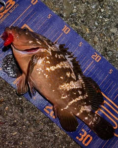 キジハタの釣果