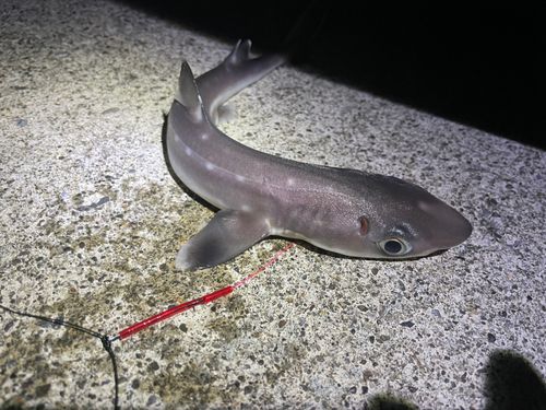 サメの釣果