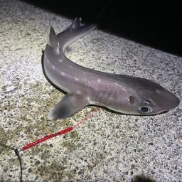 サメ