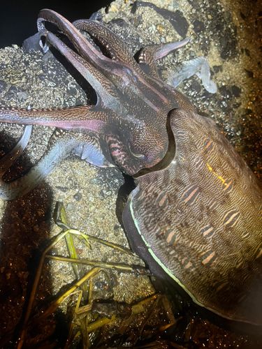 モンゴウイカの釣果
