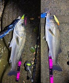 シーバスの釣果