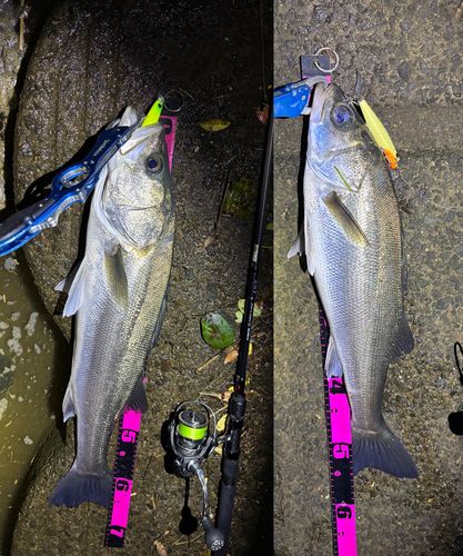 シーバスの釣果