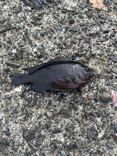 スズメダイの釣果