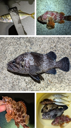 釣果