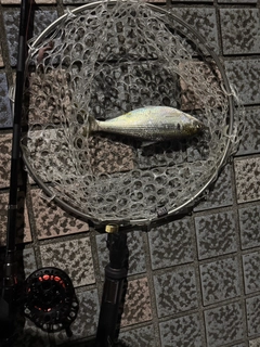 釣果
