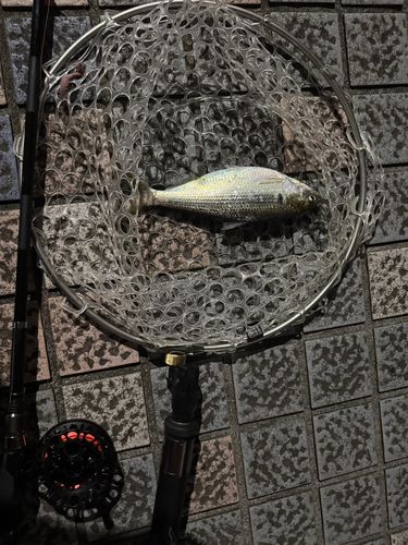 釣果