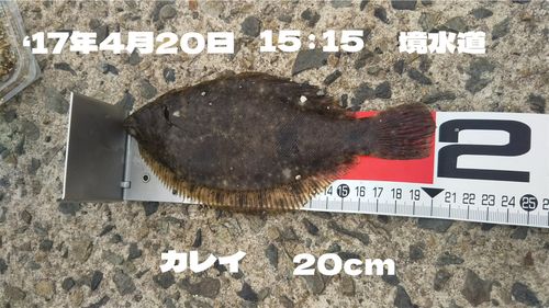 カレイの釣果