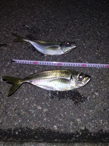 アジの釣果