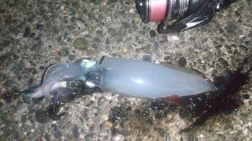 ケンサキイカの釣果