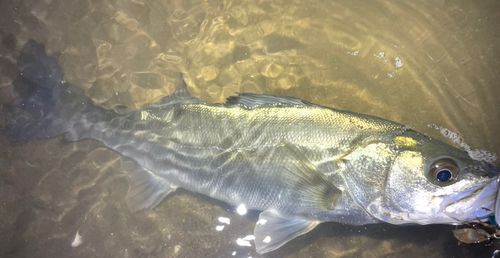シーバスの釣果