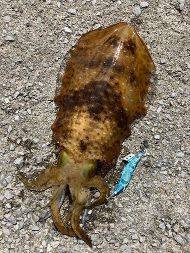 アオリイカの釣果