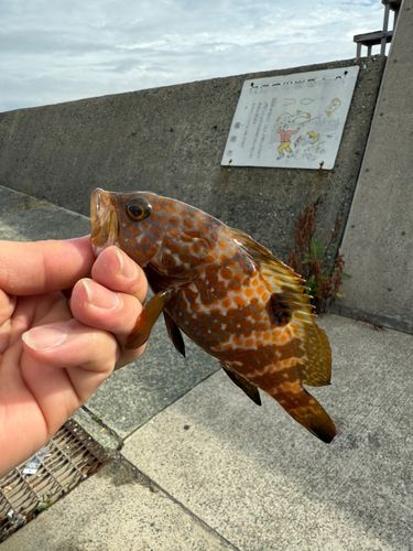 キジハタの釣果