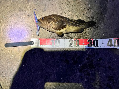 シマゾイの釣果