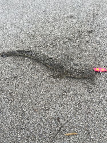 マゴチの釣果