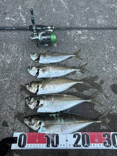 アジの釣果